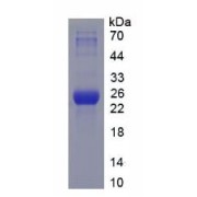 SDS-PAGE analysis of Mouse HSPA5 Protein.