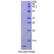SDS-PAGE analysis of recombinant Mouse HSPA8 Protein.