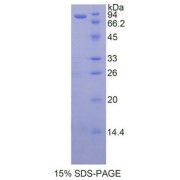 SDS-PAGE analysis of Human HSP90aB1 Protein.