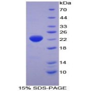 SDS-PAGE analysis of Human HSPb2 Protein.