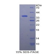 SDS-PAGE analysis of Human HSF1 Protein.