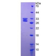 SDS-PAGE analysis of Rat HSF2 Protein.