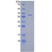 SDS-PAGE analysis of recombinant Human HSPG2 Protein.