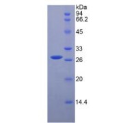 SDS-PAGE analysis of Mouse HGF Protein.