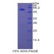 SDS-PAGE analysis of recombinant Rat HGFAC Protein.