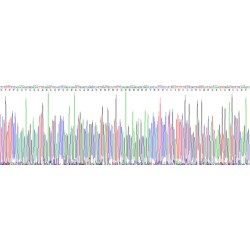 Human Hepcidin (HAMP) Protein