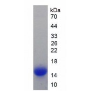 SDS-PAGE analysis of recombinant Mouse Hepcidin Protein.