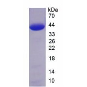 SDS-PAGE analysis of Human HMGA2 Protein.