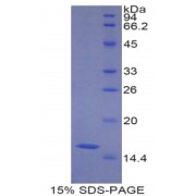 SDS-PAGE analysis of Mouse HMGA2 Protein.