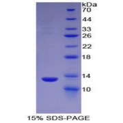SDS-PAGE analysis of Human HMGN1 Protein.