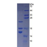 SDS-PAGE analysis of Mouse HMGN1 Protein.