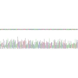 Mouse High Mobility Group Protein B1 (HMGB1) Protein