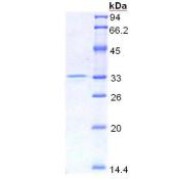 SDS-PAGE analysis of recombinant Mouse HMG1 Protein.