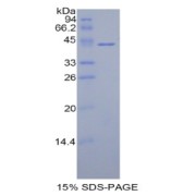 SDS-PAGE analysis of Human HIST1H2AC Protein.