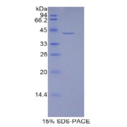 SDS-PAGE analysis of Human HIST1H2AJ Protein.