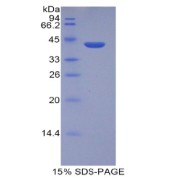 SDS-PAGE analysis of Human HIST2H2AA3 Protein.