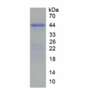 SDS-PAGE analysis of Human HIST2H2AC Protein.