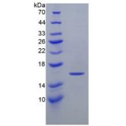 SDS-PAGE analysis of Rat HIF1a Protein.
