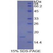 SDS-PAGE analysis of Cow HIF1a Protein.