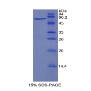 SDS-PAGE analysis of Cow HIF1a Protein.