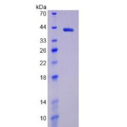 SDS-PAGE analysis of Human HIF1a Protein.