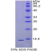 SDS-PAGE analysis of Mouse IglL1 Protein.