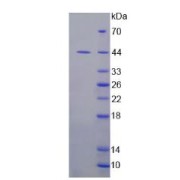 SDS-PAGE analysis of Human IDO Protein.