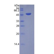 SDS-PAGE analysis of Human ICOS Protein.