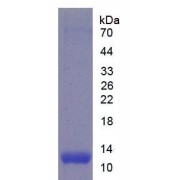 SDS-PAGE analysis of Mouse ICOS Protein.