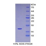 SDS-PAGE analysis of Mouse Inhibin A Protein.