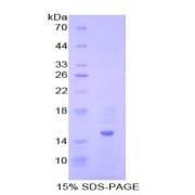 SDS-PAGE analysis of Pig Inhibin beta A Protein.