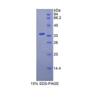 SDS-PAGE analysis of Pig Insulin Protein.