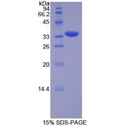 SDS-PAGE analysis of Pig Insulin Protein.