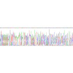 Human Integrin Beta 1 (ITGb1) Protein