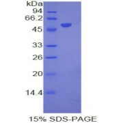 SDS-PAGE analysis of Mouse Interferon alpha 8 Protein.