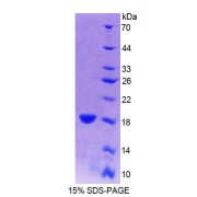 SDS-PAGE analysis of recombinant Cow Interferon gamma Protein.