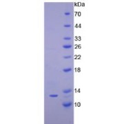 SDS-PAGE analysis of Human IP10 Protein.