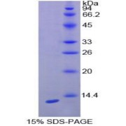 SDS-PAGE analysis of Rat IP10 Protein.