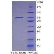 SDS-PAGE analysis of Human IRF6 Protein.