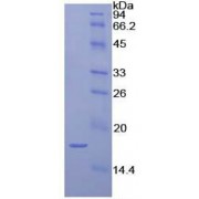 SDS-PAGE analysis of recombinant Dog Interleukin 1 alpha Protein.