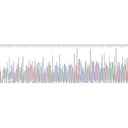 Pig Interleukin 1 Beta (IL1b) Protein