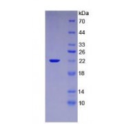 SDS-PAGE analysis of recombinant Rat Interleukin 1 beta Protein.