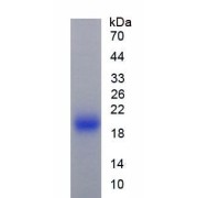 SDS-PAGE analysis of Mouse IL1RA Protein.