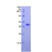 SDS-PAGE analysis of Mouse IRAK2 Protein.