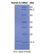 SDS-PAGE analysis of Human IL13Ra2 Protein.