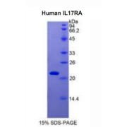 SDS-PAGE analysis of Human IL17RA Protein.