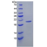 SDS-PAGE analysis of Mouse Interleukin 17C Protein.