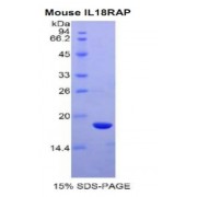 SDS-PAGE analysis of Mouse IL18RAP Protein.