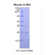 SDS-PAGE analysis of Mouse IL3Ra Protein.