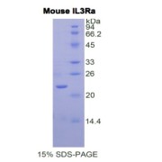 SDS-PAGE analysis of Mouse IL3Ra Protein.